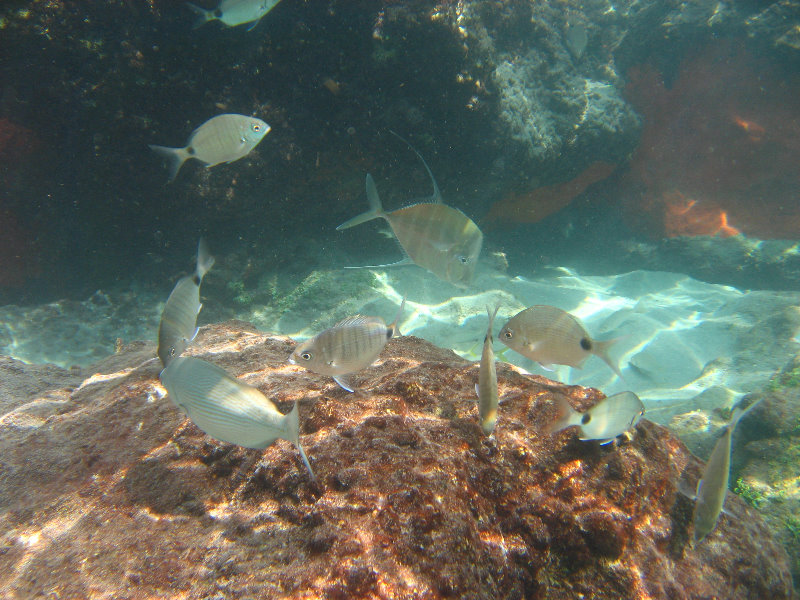 Red-Reef-Park-Underwater-Snorkeling-Pictures-Boca-Raton-FL-010.JPG